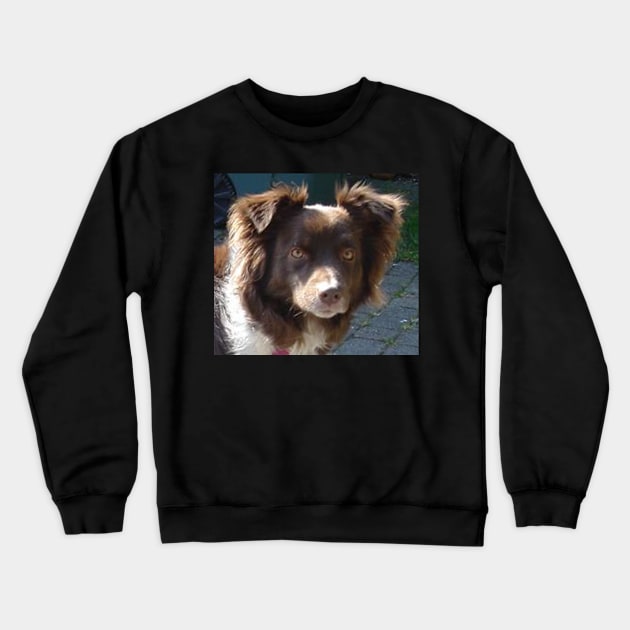 australian shepherd red tri Crewneck Sweatshirt by Wanderingangel